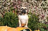 BOULEDOGUE FRANCAIS 1197